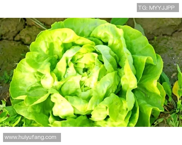 如何从普通少年成长为足球球星实现梦想的全方位指南